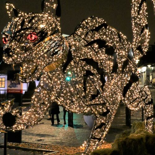 Gato de Islandia en el Viaje organizado a Islandia fin de año 2025 con guía en español y excursiones personalizadas en grupo reducido.